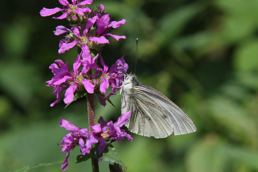 Pieris napi?